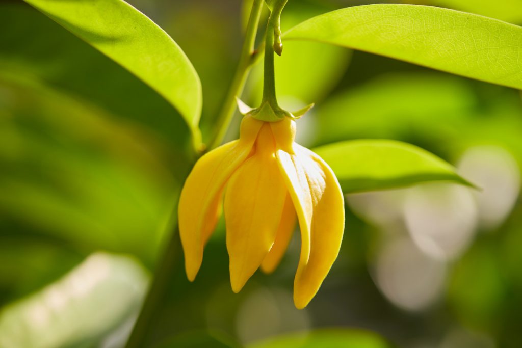 Ylang Ylang Yağının Saça Faydaları Nelerdir