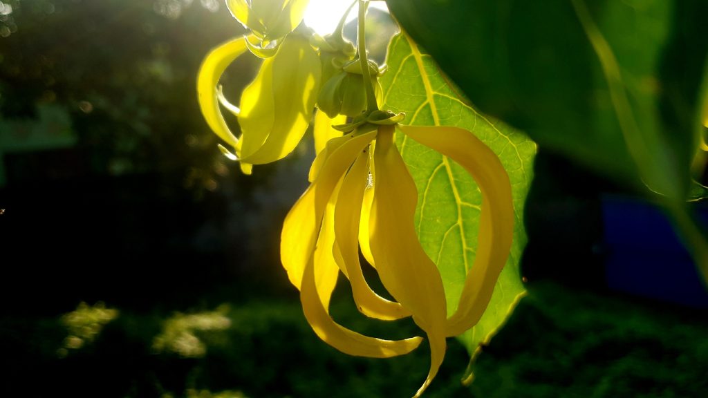 ylang ylang yağı nedir