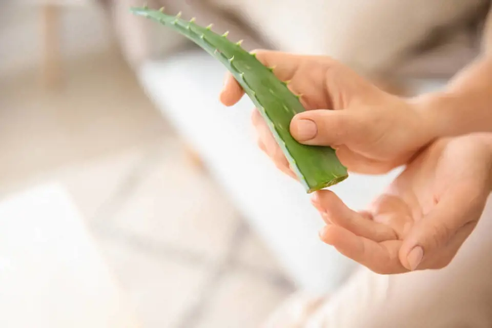 Aloe Vera’nın Faydaları