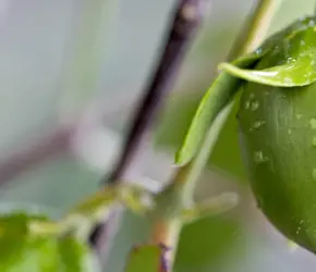 Jojoba yağının faydaları nelerdir? Nasıl kullanılır?