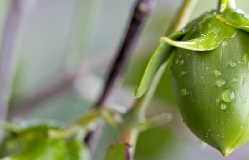 Jojoba yağının faydaları nelerdir? Nasıl kullanılır?