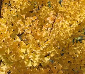 Ginkgo Biloba Nedir? Faydaları Nelerdir?