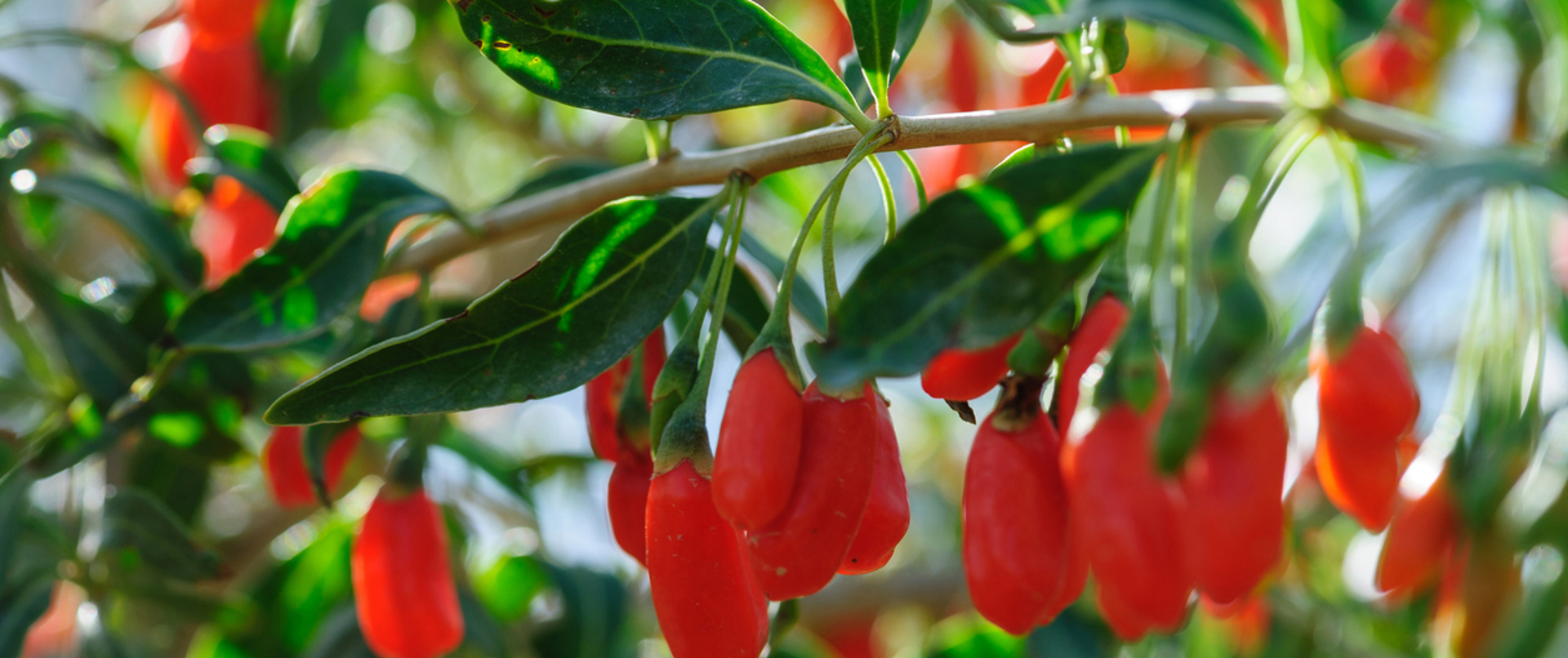 Goji Berry Nedir? Faydaları Nelerdir?