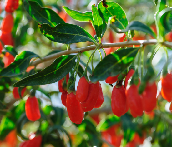 Goji Berry Nedir? Faydaları Nelerdir?