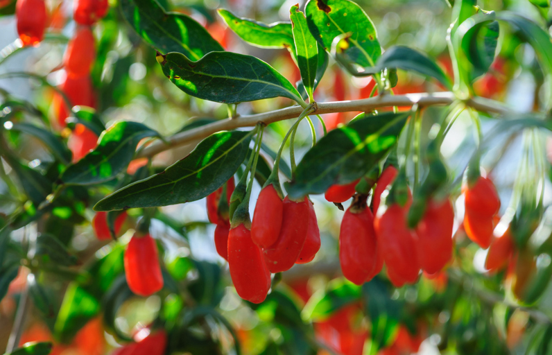 Goji Berry Nedir? Faydaları Nelerdir?