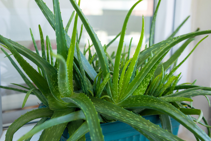  Aloe Vera