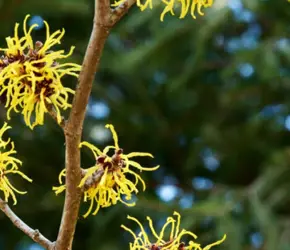 Hamamelis Virginiana Nedir? Cilde Faydaları Nelerdir?