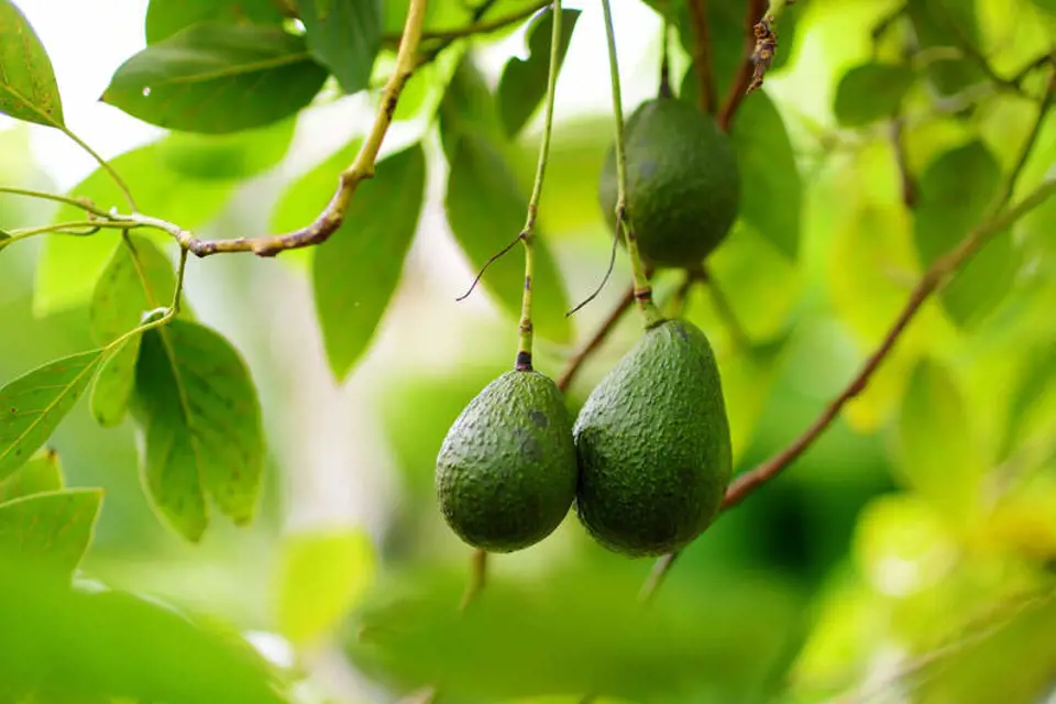 Avokado Nedir? Nerede Yetişir?