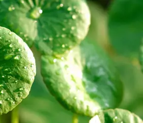 Centella Asiatica nedir? Cilt bakımında ne işe yarar?