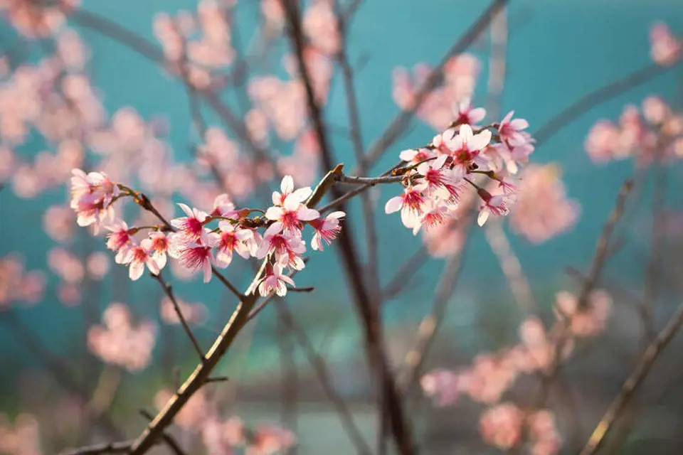 Sakura