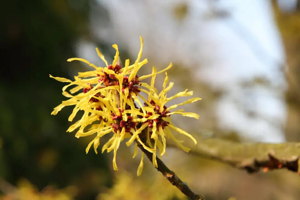 Hamamelis virginiana nedir?