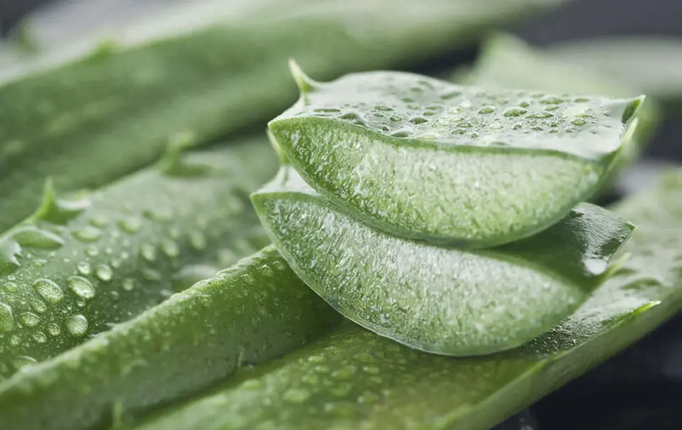 Aloe Vera Yüz Bakım Kremi