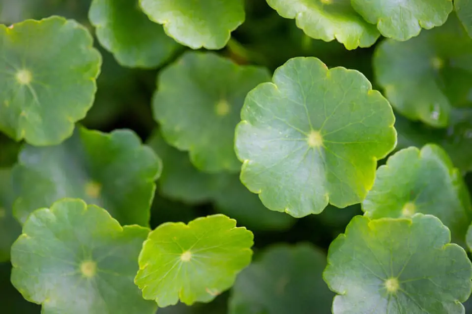 3. Centella Asiatica